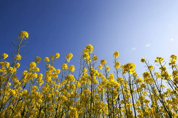 Sunlight Illuminating Field Inflorescences Flowering Rape Which Used Production Eco — Stock Photo, Image