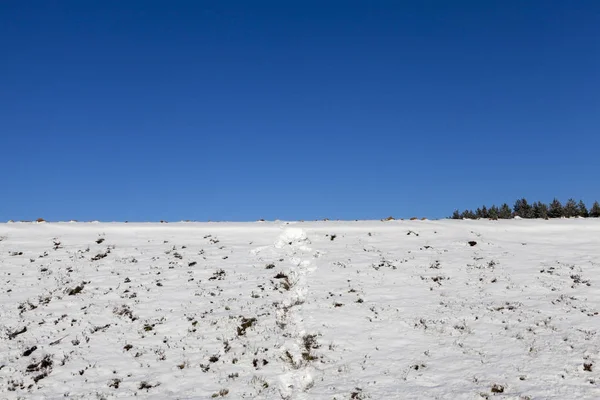 Τοπίο Στο Οποίο Ένα Πεδίο Καλύπτεται Χιόνι Ένα Πευκοδάσος Και — Φωτογραφία Αρχείου