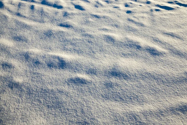 Des Branches Épinette Photographiées Gros Plan Sur Les Aiguilles Gel — Photo