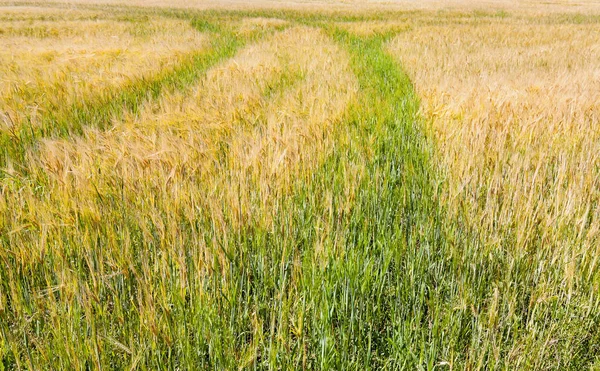 Gałęzie Świerku Sfotografowane Bliska Igłach Pojawił Się Mróz Nocy Stożek — Zdjęcie stockowe