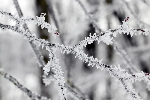 Branches Spruce Photographed Close Needles Frost Appeared Night Cone Grows — Stock Photo, Image