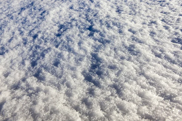 Des Branches Épinette Photographiées Gros Plan Sur Les Aiguilles Gel — Photo