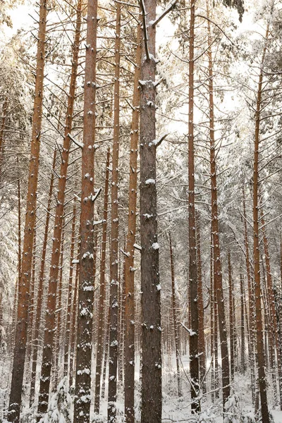 Gałęzie Świerku Sfotografowane Bliska Igłach Pojawił Się Mróz Nocy Stożek — Zdjęcie stockowe