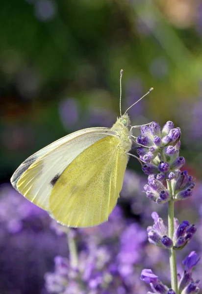 Lila Lavendel Blommor Violetta Kronblad — Stockfoto