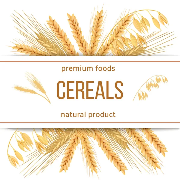 オート麦 ライ麦です のアイコン ベクトルを設定します つの穀物穀物と本文プレミアム食品 天然物と耳 水平方向ラベル 種子や植物 ベーカリー ラベル — ストック写真
