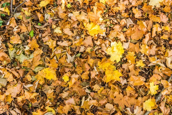 Jesień Sezon Jesienne Liście — Zdjęcie stockowe