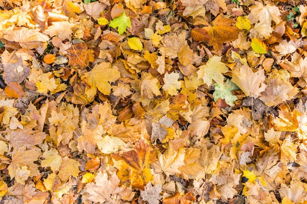 Jesień Sezon Jesienne Liście — Zdjęcie stockowe