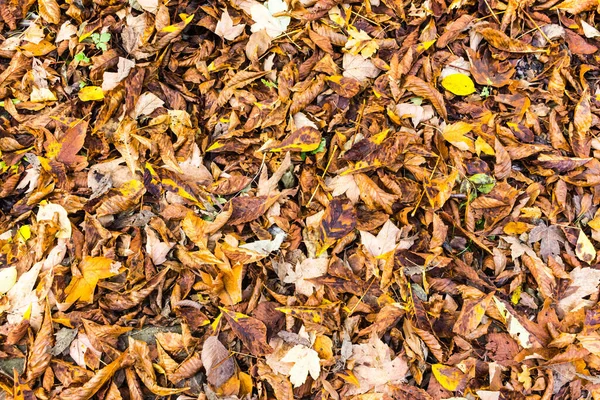 Fall Season Autumn Leaves — Stock Photo, Image