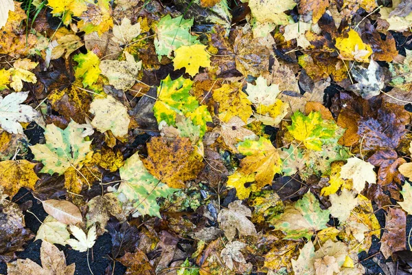 Autumn Leaves Tree Branches Fall Season Flora — Stock Photo, Image