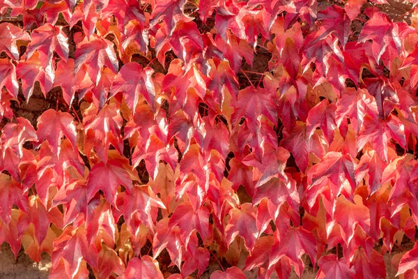 Zblízka Uspořádání Barevných Divokých Podzimních Listů Keře Rostlina Zahradní Přírodě — Stock fotografie