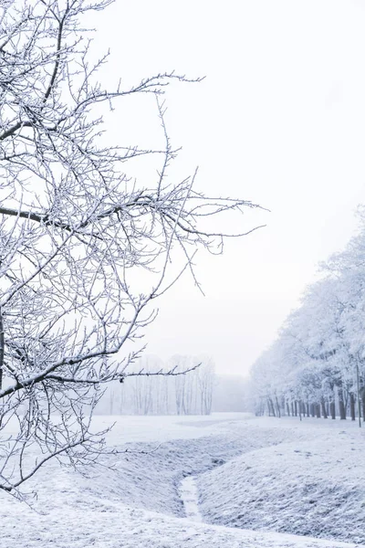 Baum Nebel Mit Raureif Bedeckt Bei Leichtem Schneefall — Stockfoto