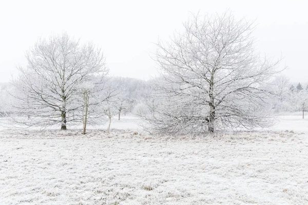 Alberi Nella Nebbia — Foto Stock