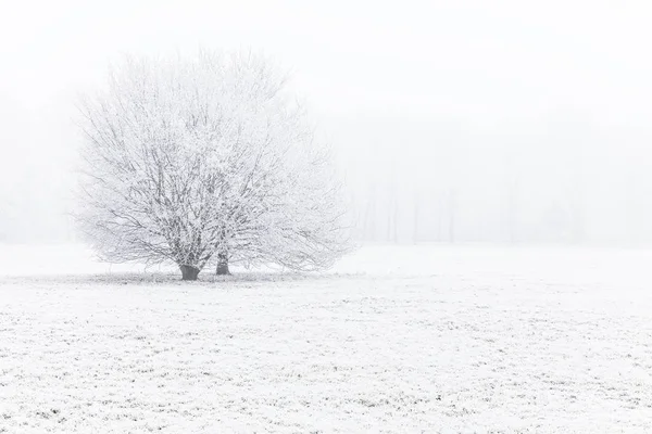 雾中的树 被冻土覆盖着 — 图库照片