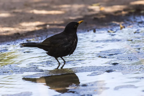 Blackbird Takes Bath Puddle — Stock Photo, Image