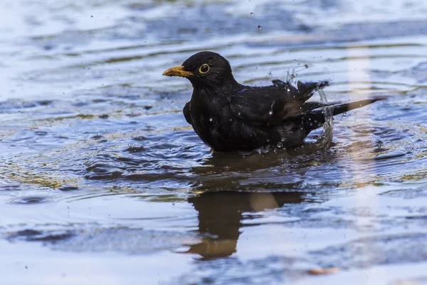 Blackbird Takes Bath Puddle — Stock Photo, Image