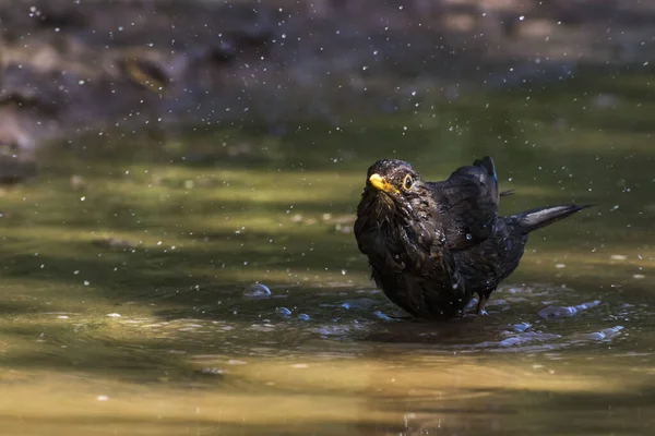 Blackbird Takes Bath Puddle — Stock Photo, Image