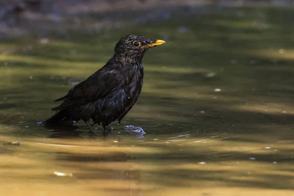 黑鸟在水坑里洗澡 — 图库照片