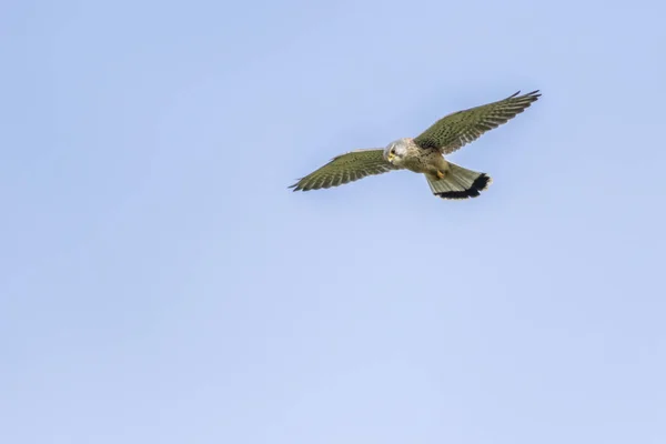 Kestrel Está Procura Presas — Fotografia de Stock