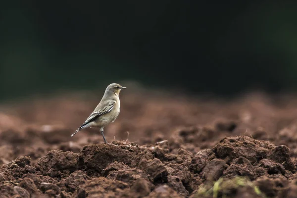 Kleiner Vogel Auf Dem Feld — Stockfoto