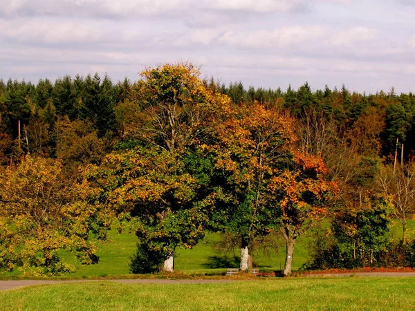 Herfst Bladeren Herfst Seizoen Flora Gebladerte — Stockfoto