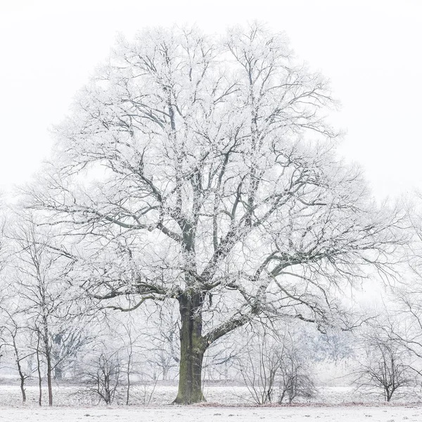 Δέντρο Καλυμμένο Πάγο Στην Ομίχλη — Φωτογραφία Αρχείου