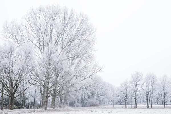 Baum Nebel Mit Raureif Bedeckt — Stockfoto