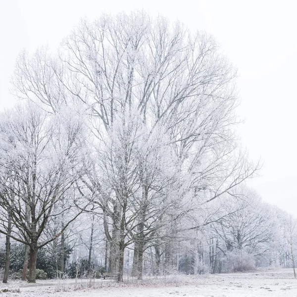 Inverno Geada Árvores Cobertas Nevoeiro — Fotografia de Stock