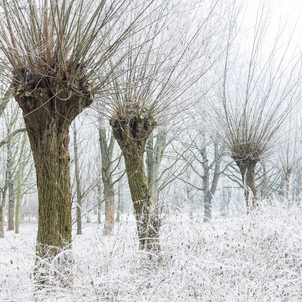 Salgueiro Inverno Com Geada Hoar Coberta Nevoeiro — Fotografia de Stock