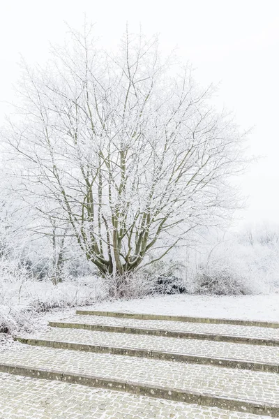 通向一棵结霜的单株树的台阶 — 图库照片