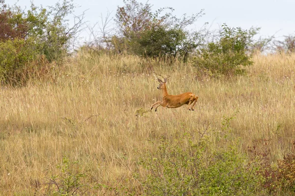 Primavera Europeia Roebuck Tempo Outono Meadown — Fotografia de Stock