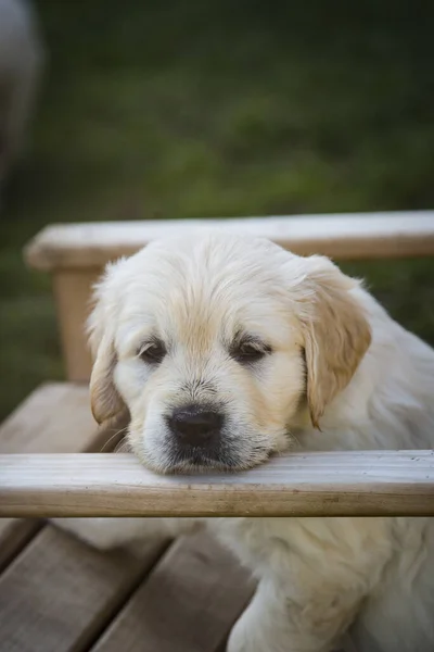 Golden Retriever Szczeniak Tygodni — Zdjęcie stockowe