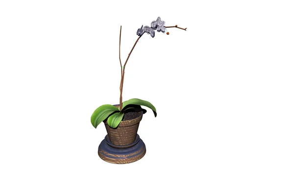 Orquídea Vaso Flor — Fotografia de Stock