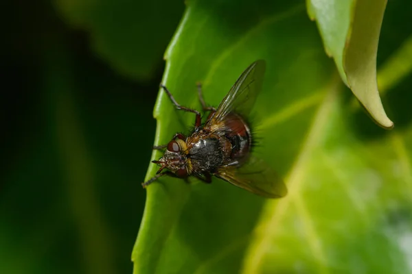 Egel Vlieg Zit Een Blad — Stockfoto