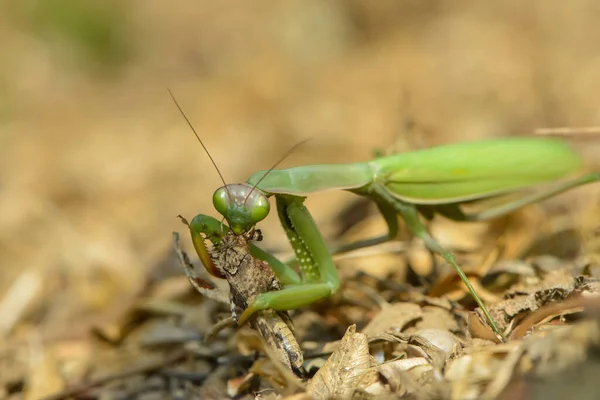 Insectos Mantis Insectos Presa — Foto de Stock