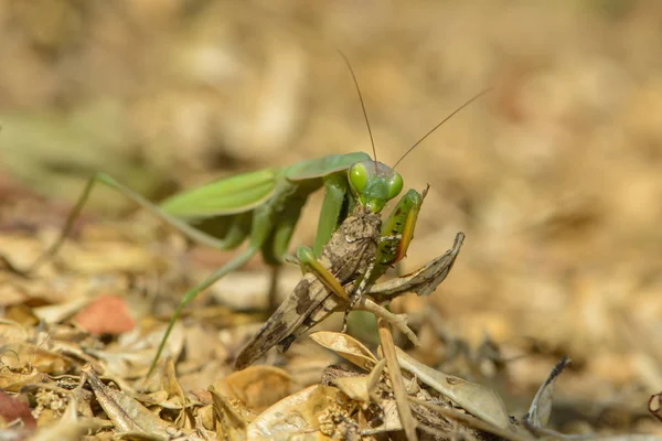 Peygamber Devesi Böcekleri Böceği — Stok fotoğraf