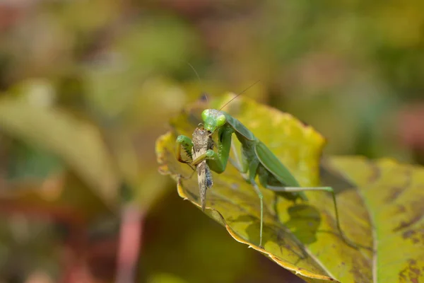 Mantis Insecten Prooiwants — Stockfoto