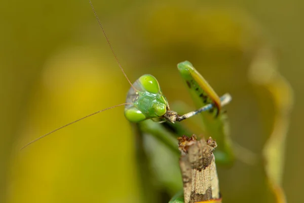 Mantis Insects Prey Bug — Stock Photo, Image