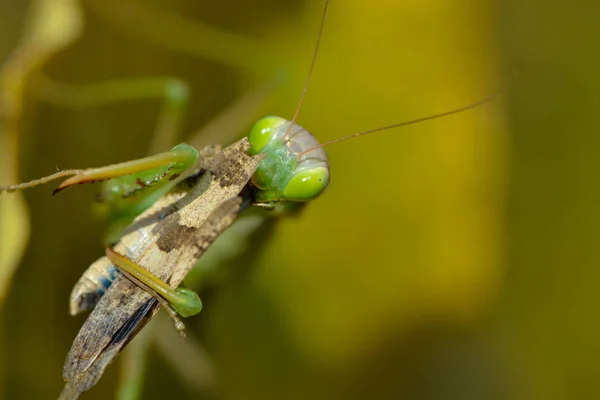 Kvalsterinsekter Rovinsekter — Stockfoto