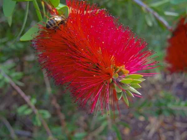 Primer Plano Flor Limpiador Cilindros — Foto de Stock