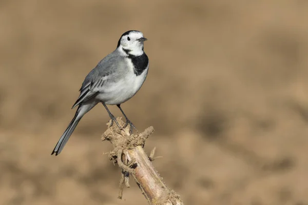 Bachstelze Sucht Futter Auf Einem Feld — Stockfoto