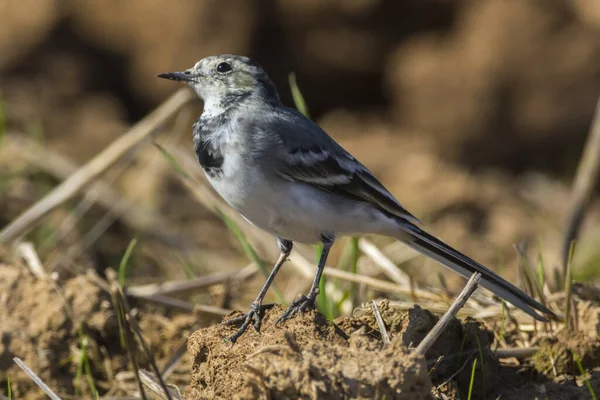 Bir Kuyruk Bir Tarlada Yiyecek Arıyor — Stok fotoğraf