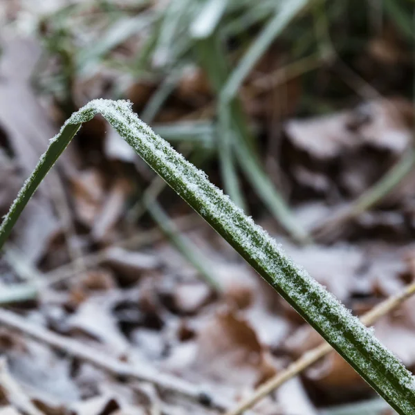 Gefrorener Grashalm Mit Raureif Nebel — Stockfoto