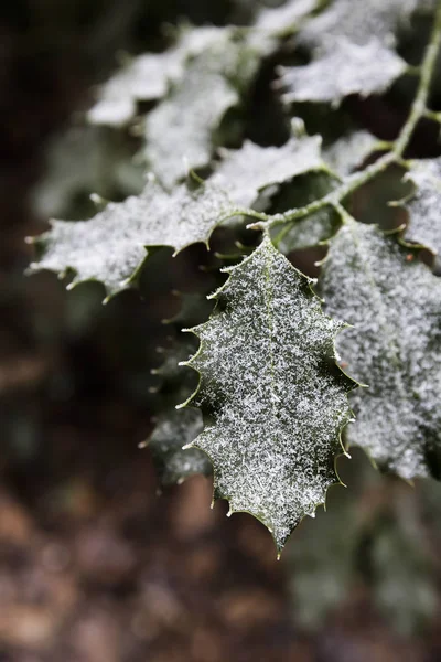 Holly Leaves Covered Hoarfrost — Stock Photo, Image