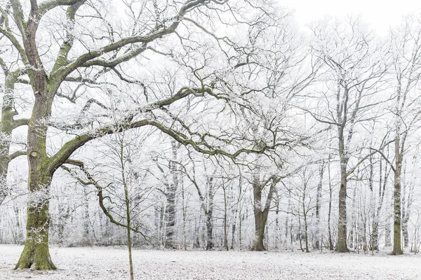 Arbre Dans Brouillard Couvert Givre — Photo