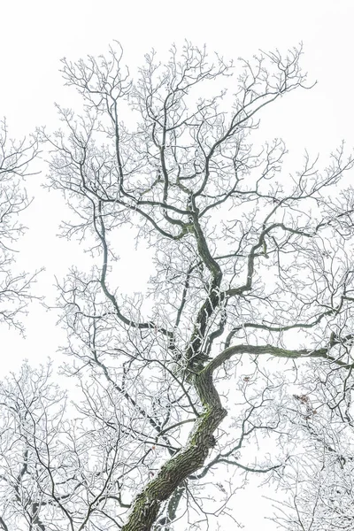 Arbre Dans Brouillard Couvert Givre — Photo