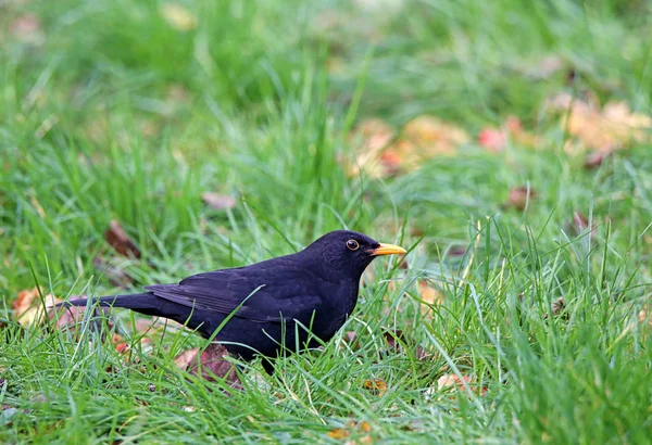 Samiec Blackbird Łące Sadów Listopadzie — Zdjęcie stockowe