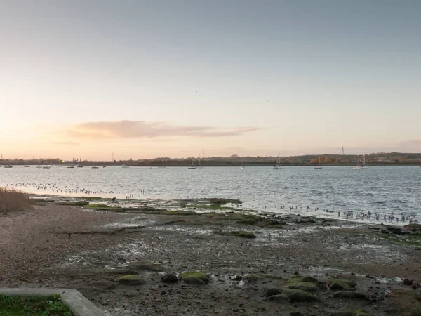 Beaux Oiseaux Sur Les Marais Salés Eseex Pluviers Nourrir Paysage — Photo