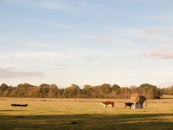 緑の牧草地で美しい茶色と黒の牛が — ストック写真