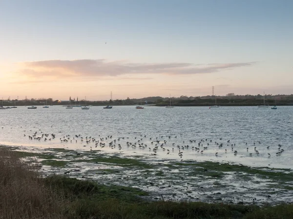 Beautiful Birds Salt Marsh Eseex Plovers Feeding Landscape Bay Harbour — Stock Photo, Image