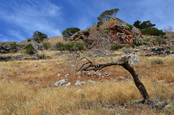 Dehydrated Tree Crete — Stock Photo, Image